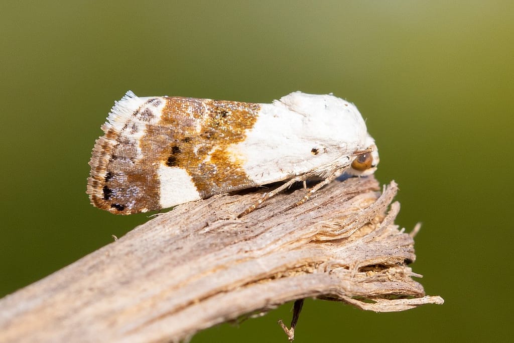 Acontia lucida, Bleekschouderuil