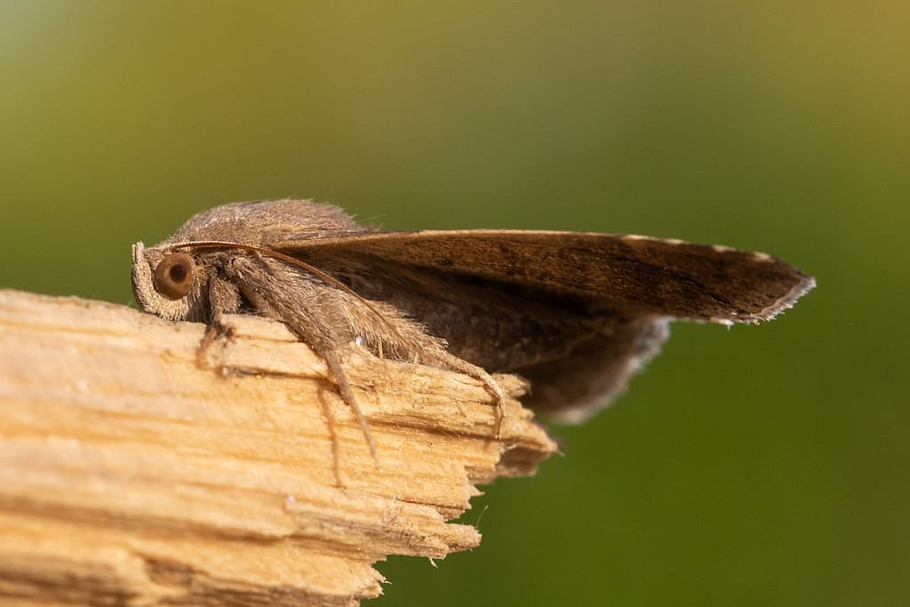 Dysgonia algira, Bruine prachtuil