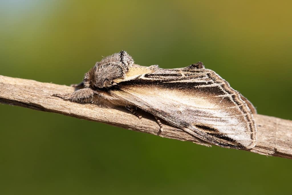 Pheosia tremula, Brandvlerkvlinder