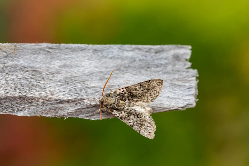 Polyploca ridens, Groenige Orvlinder
