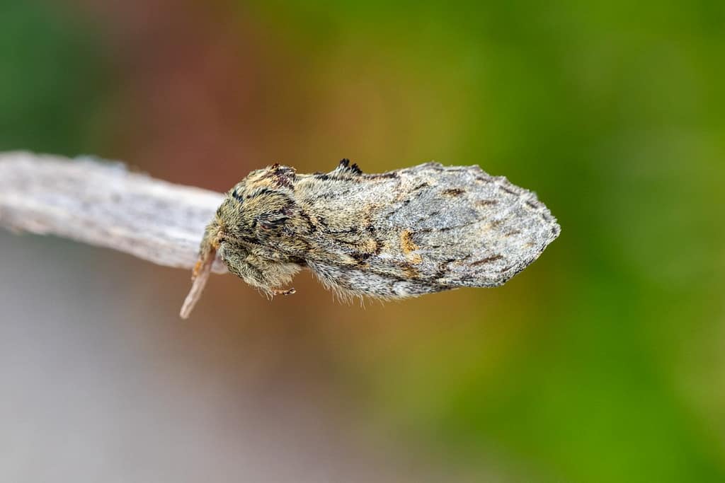 Polyploca ridens, Groenige Orvlinder