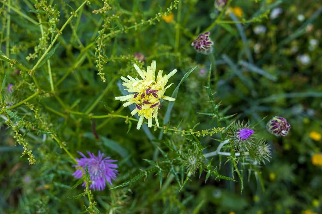 Urospermum dalechampii