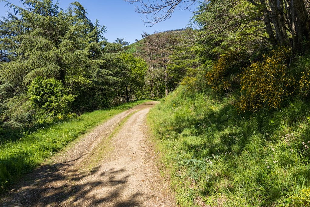 Route forestière Circuit les Devois