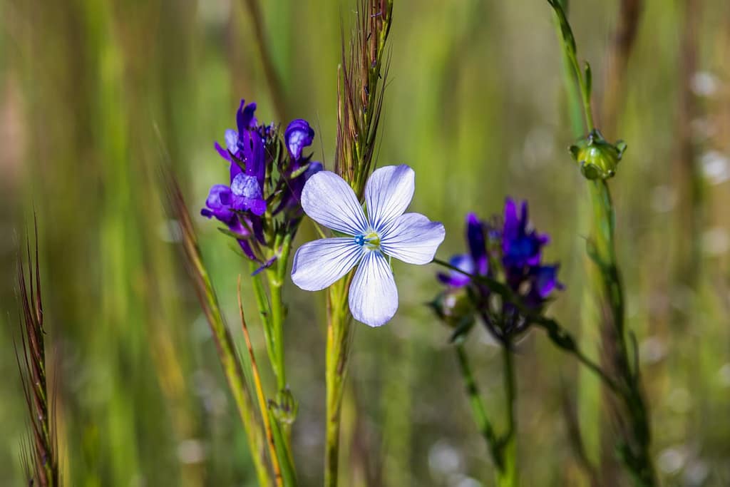 Linum usitatissimum, Vlas