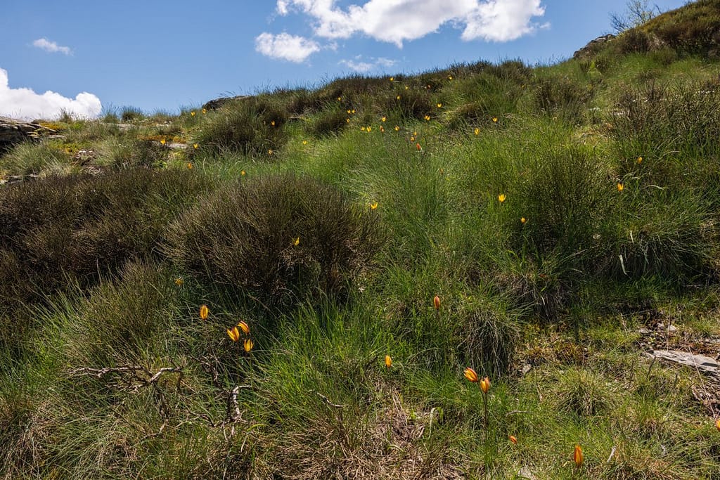 Tulipa sylvestris -Wilde tulp