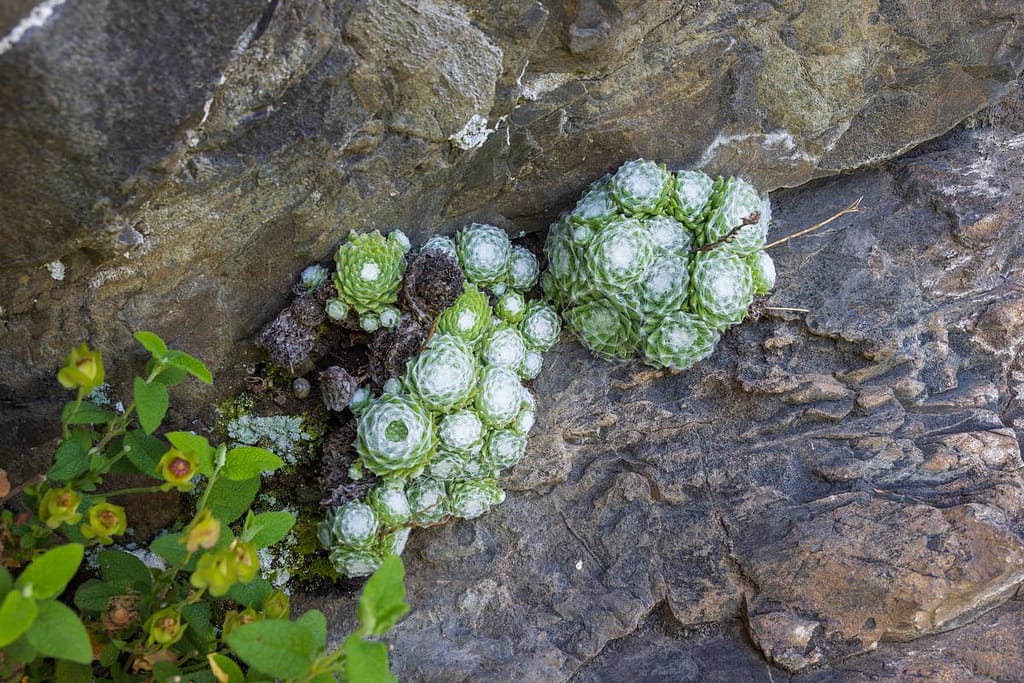 Sempervivum arachnoideum-Spinnenwebhuislook