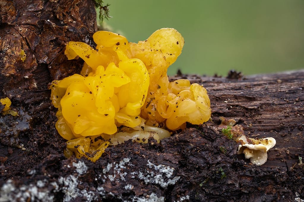 Tremella aurantia, gele hersentrilzwam