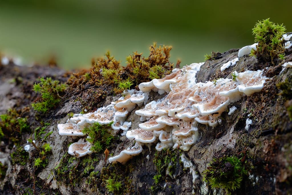 Gloeoporus dichrous, Tweekleurig elfenbankje