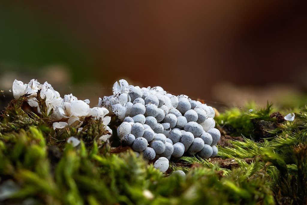 Badhamia foliicola, Graskalknetje