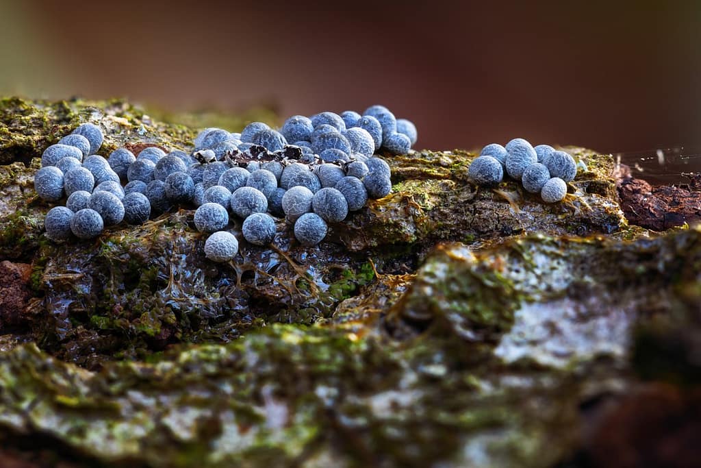 Badhamia foliicola, Graskalknetje