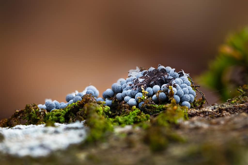 Badhamia foliicola, Graskalknetje