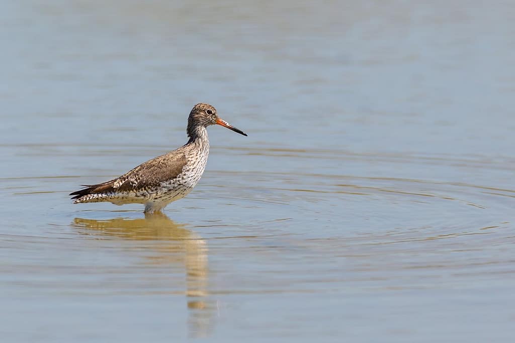 Tringa totanus, Tureluur