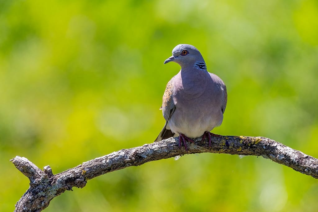 Streptopelia turtur, Zomertortel