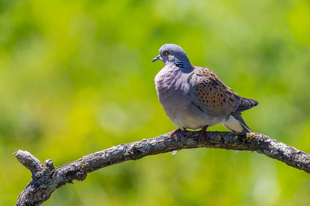 Streptopelia turtur, Zomertortel