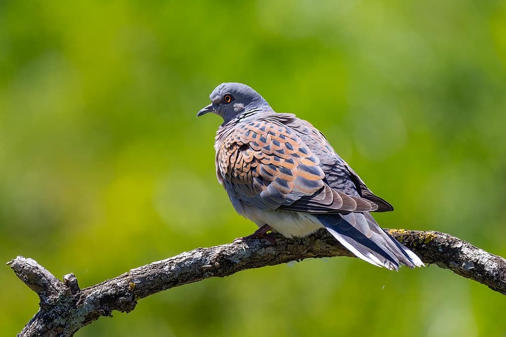 Streptopelia turtur, Zomertortel