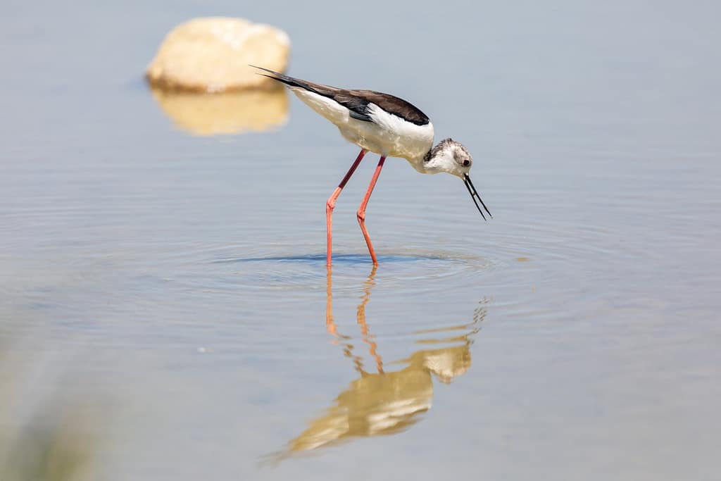 Himantopus himantopus, Steltkluut