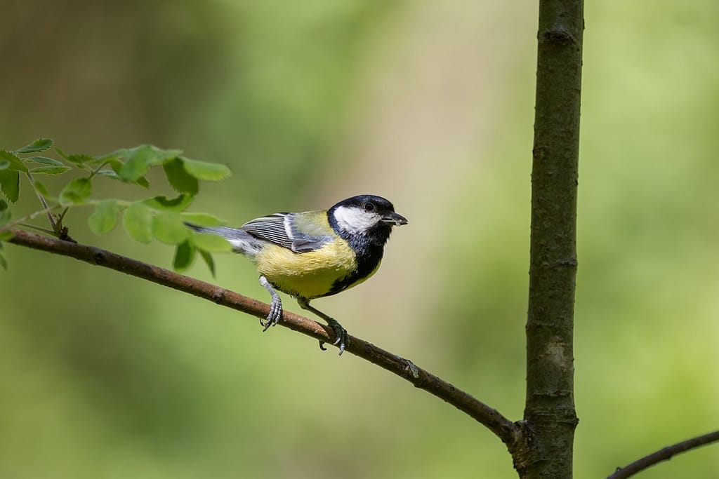Parus major, Koolmees