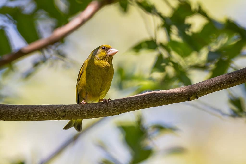 Carduelis Chloris, Groenling