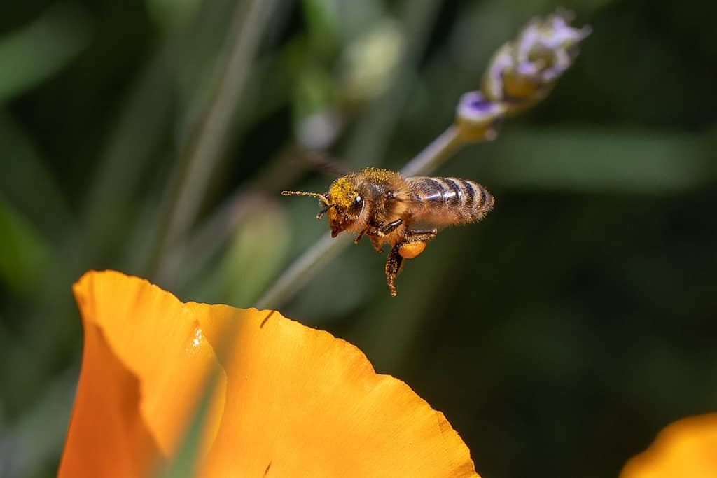 Apis mellifera, Honingbij