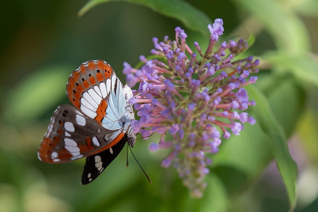 Limenitis reducta – Blauwe ijsvogelvlinder