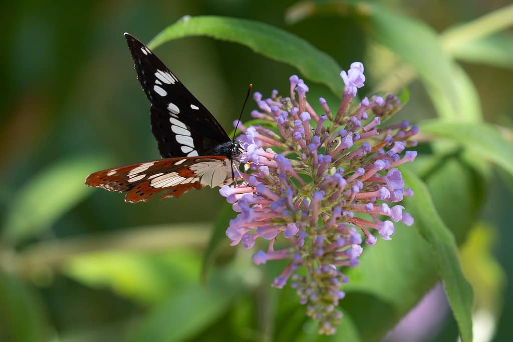 Limenitis reducta – Blauwe ijsvogelvlinder