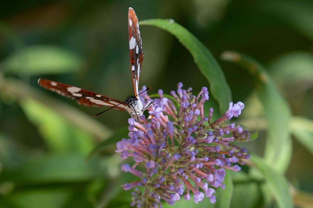 Limenitis reducta – Blauwe ijsvogelvlinder