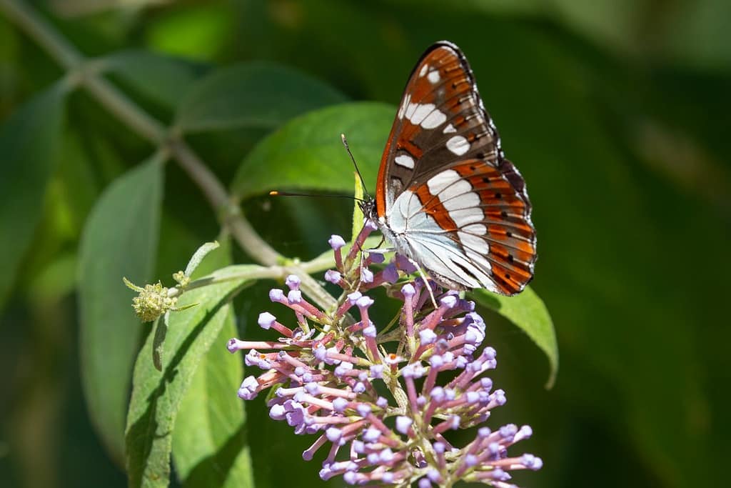 Limenitis reducta – Blauwe ijsvogelvlinder