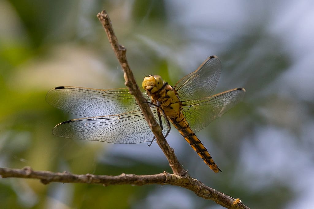 Orthetrum cancellatum – gewone oeverlibel vrouw