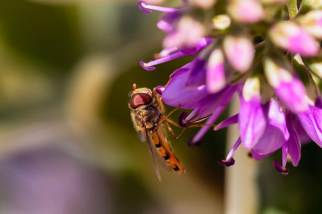 Episyrphus balteatus, Pyjamazweefvlieg