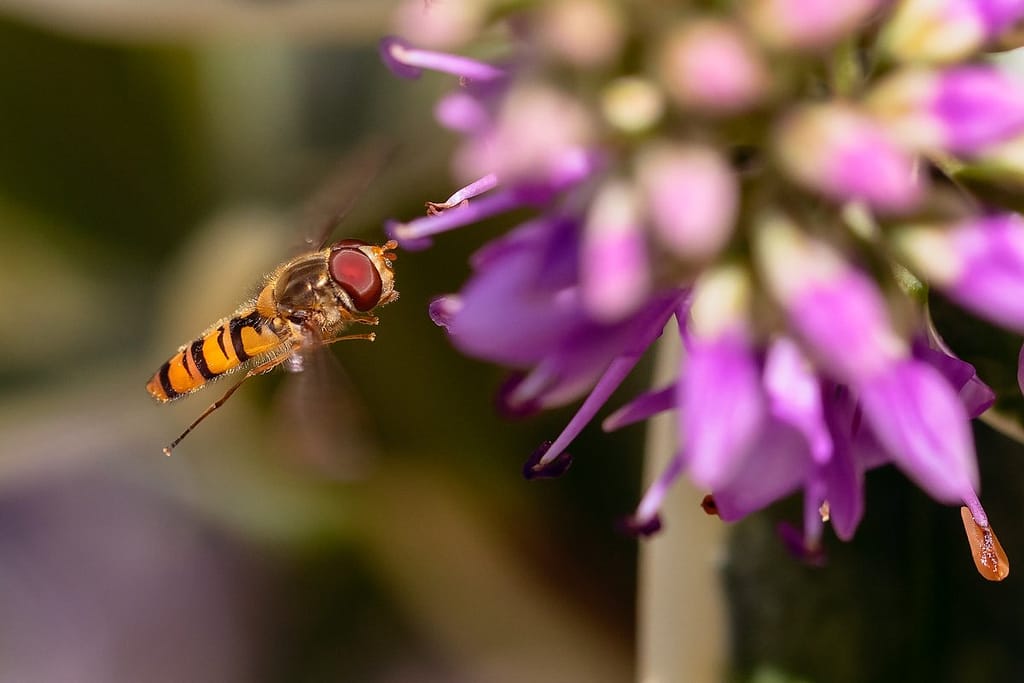 Episyrphus balteatus, Pyjamazweefvlieg