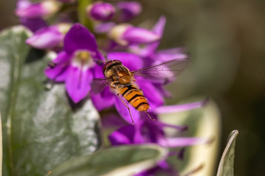 Episyrphus balteatus, Pyjamazweefvlieg