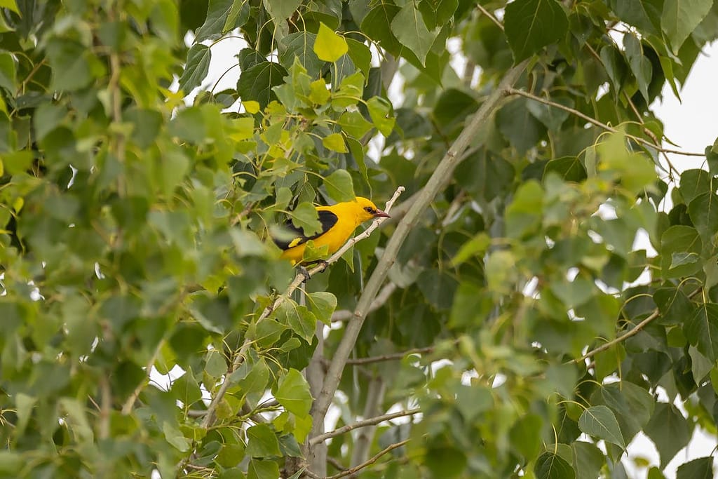 Oriolus oriolus, Wielewaal