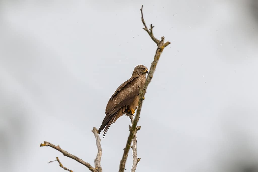 Milvus migrans, Zwarte wouw