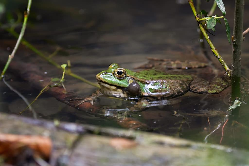 Pelophylax ridibundus, Meerkikker