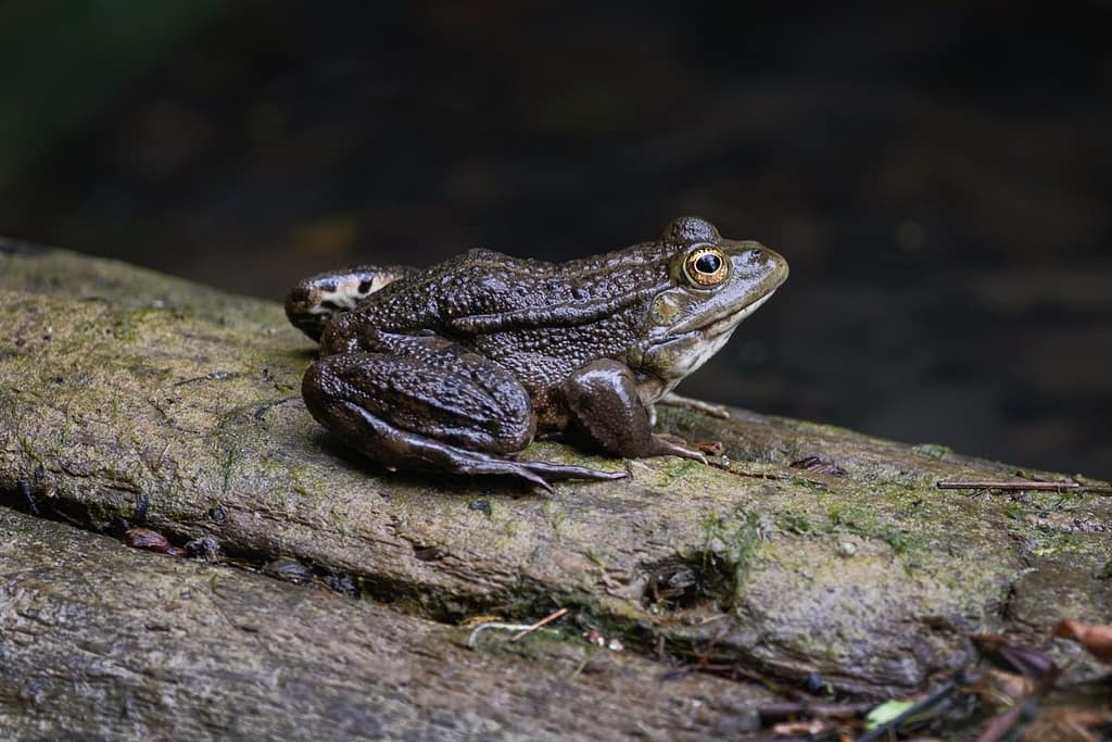 Pelophylax ridibundus, Meerkikker
