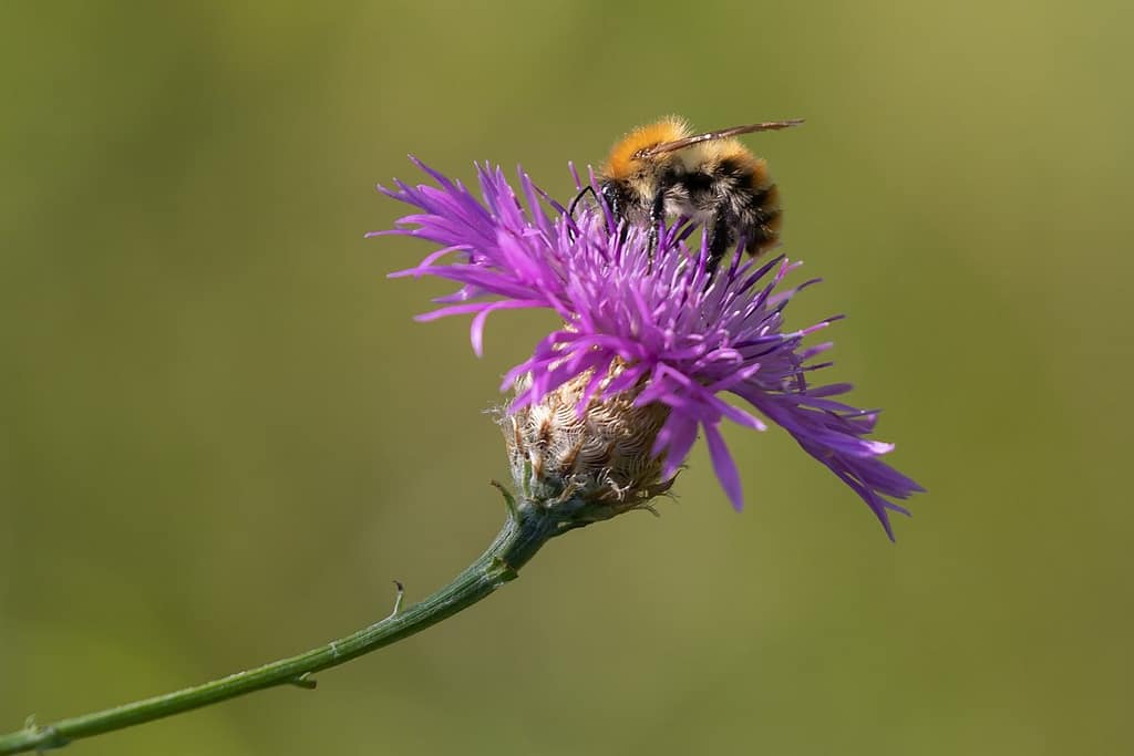 Bombus pascuorum, Akkerhommel