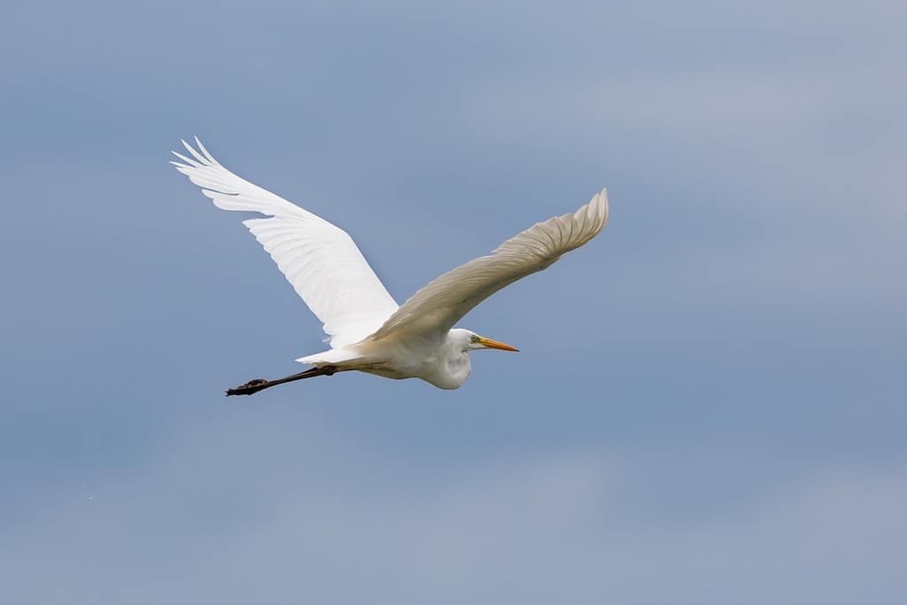 Ardea alba, Grote zilverreiger