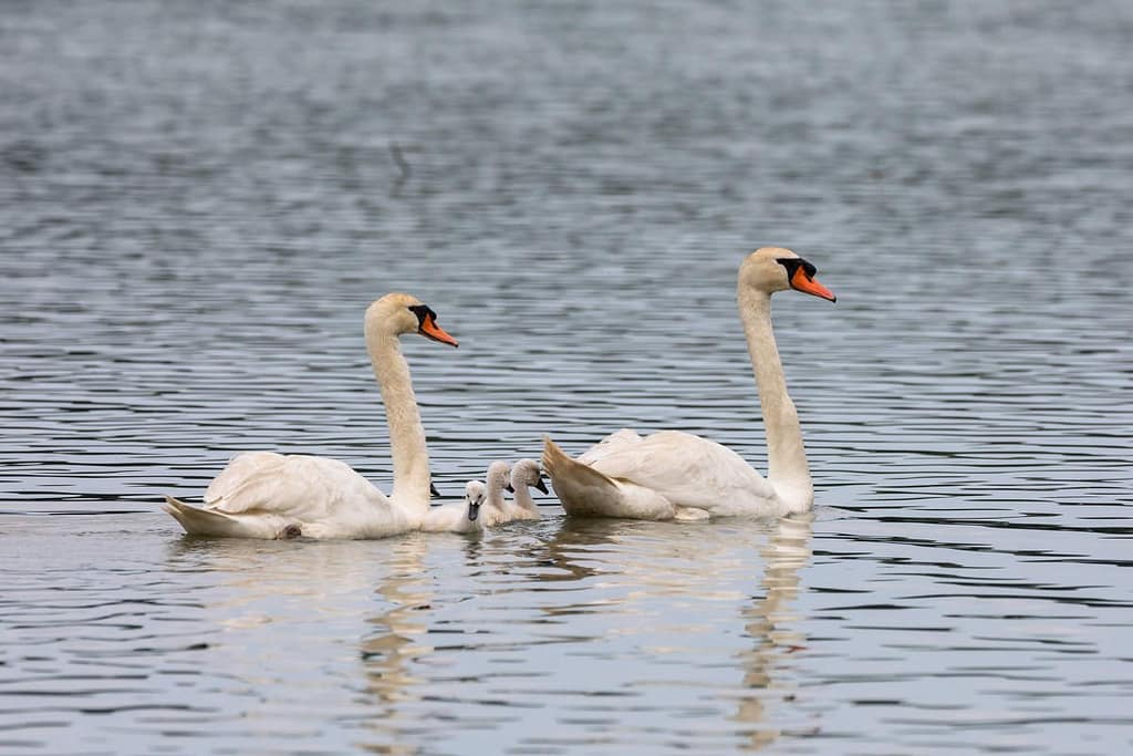 Cygnus olor, Knobbelzwaan