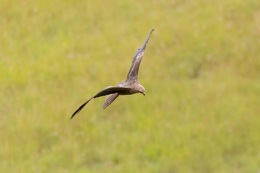 Milvus migrans, Zwarte wouw