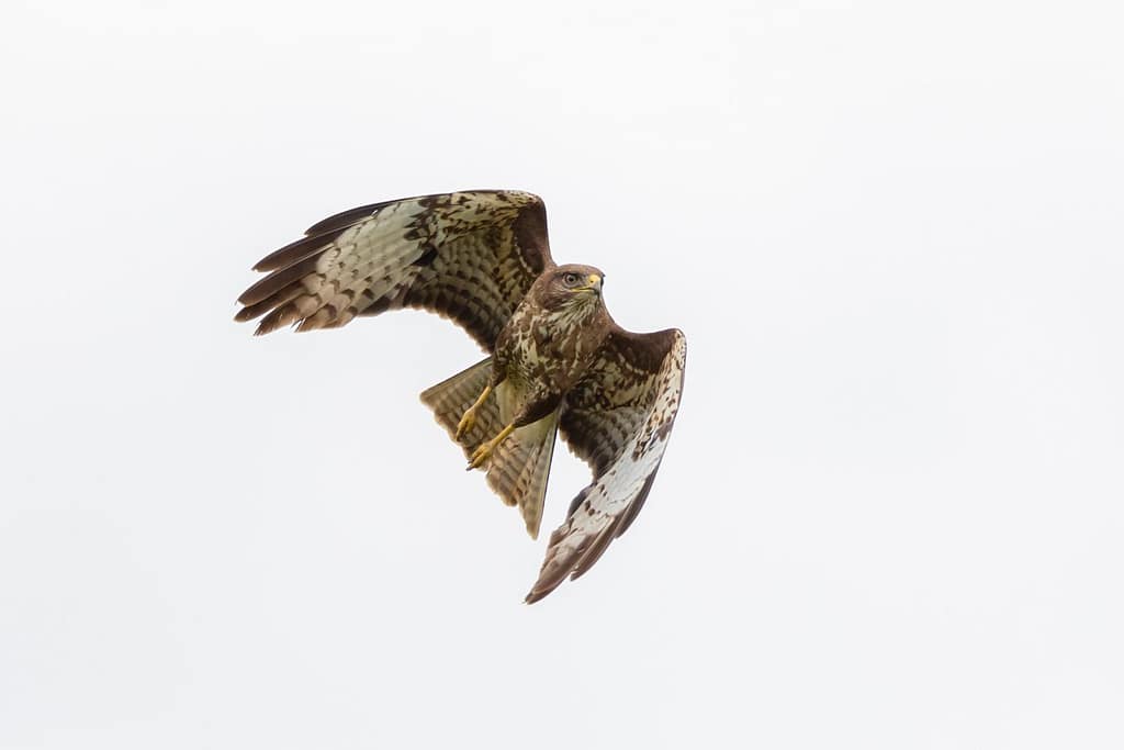 Buteo buteo, Buizerd