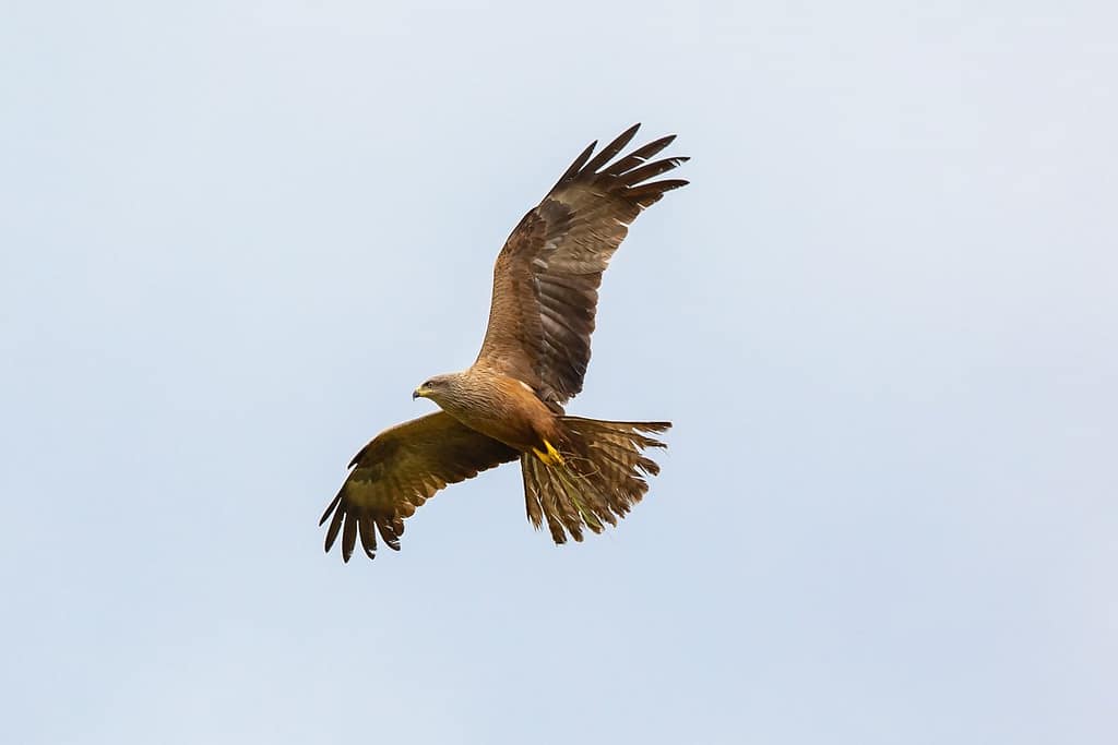 Milvus migrans, Zwarte wouw