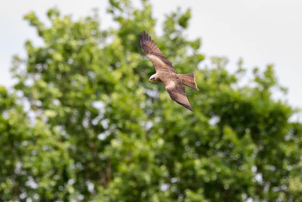Milvus migrans, Zwarte wouw