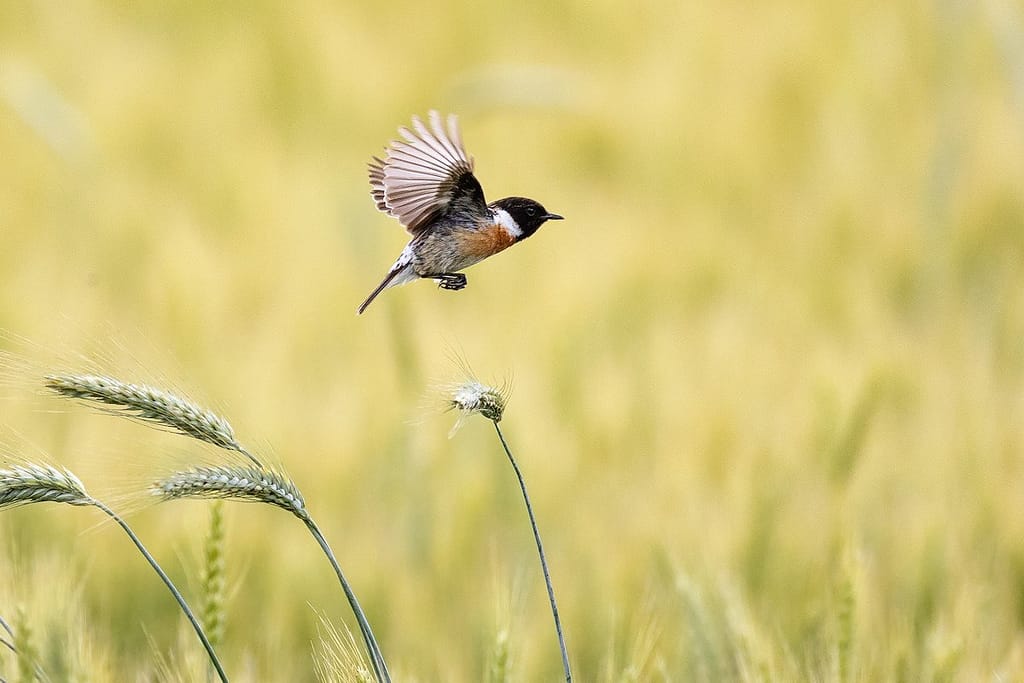 Saxicola rubicola, Roodborsttapuit
