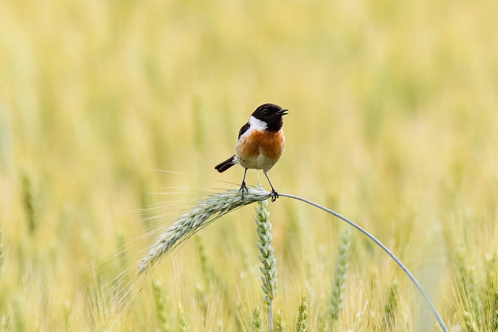 Saxicola rubicola, Roodborsttapuit