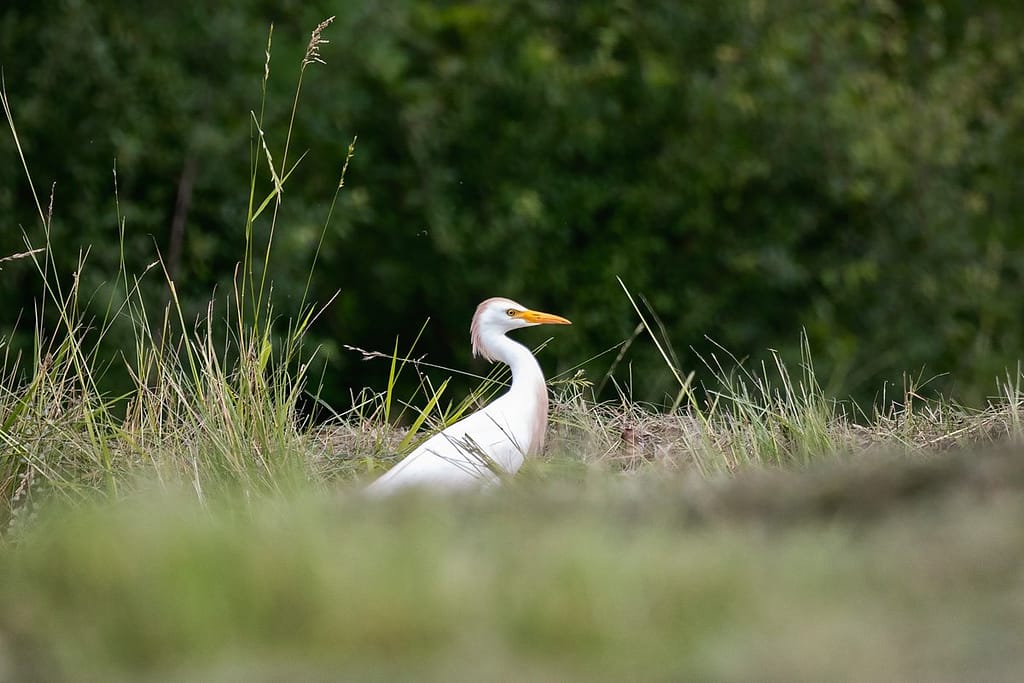 Bubulcus ibis, Koereiger