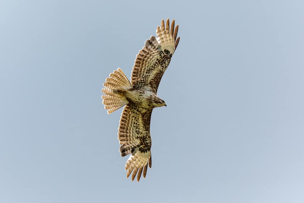 Buteo buteo, Buizerd