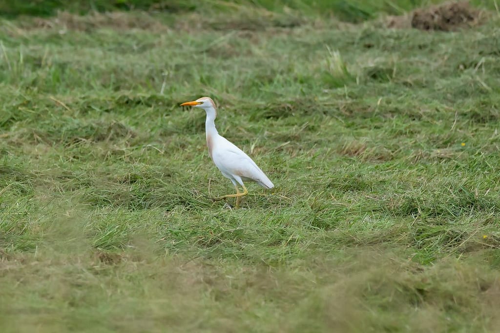 Bubulcus ibis, Koereiger