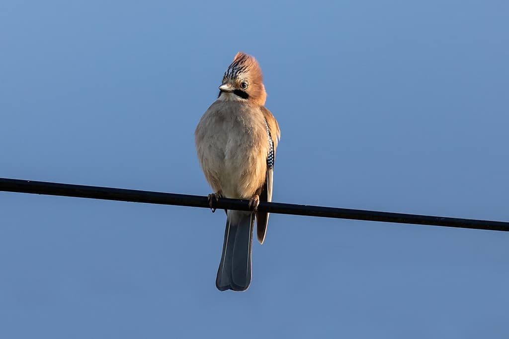 Garrulus glandarius, Gaai