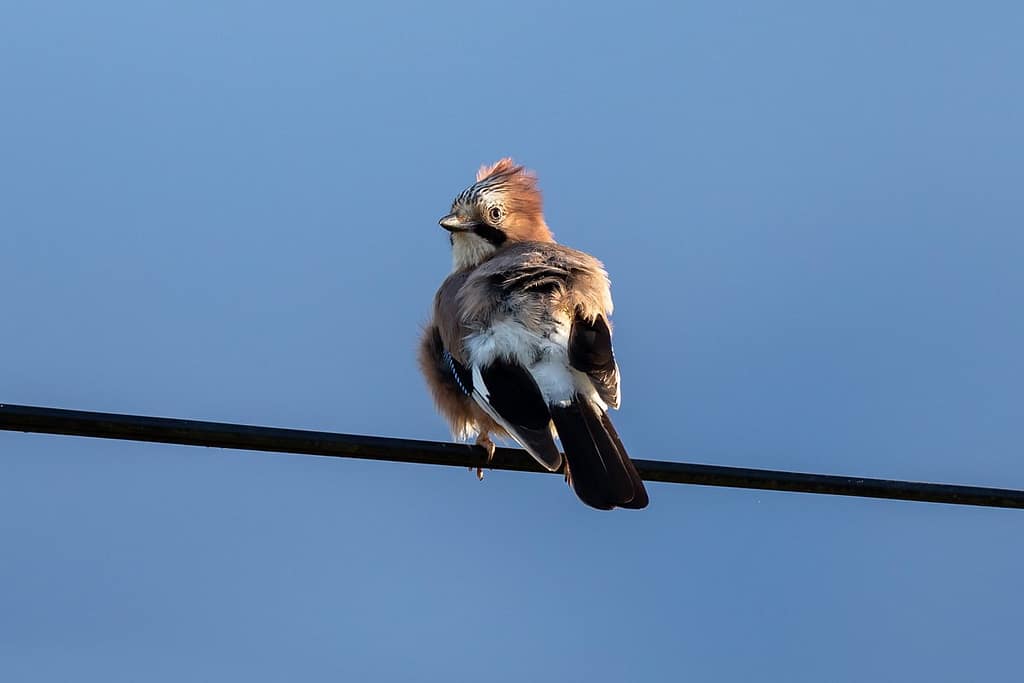 Garrulus glandarius, Gaai