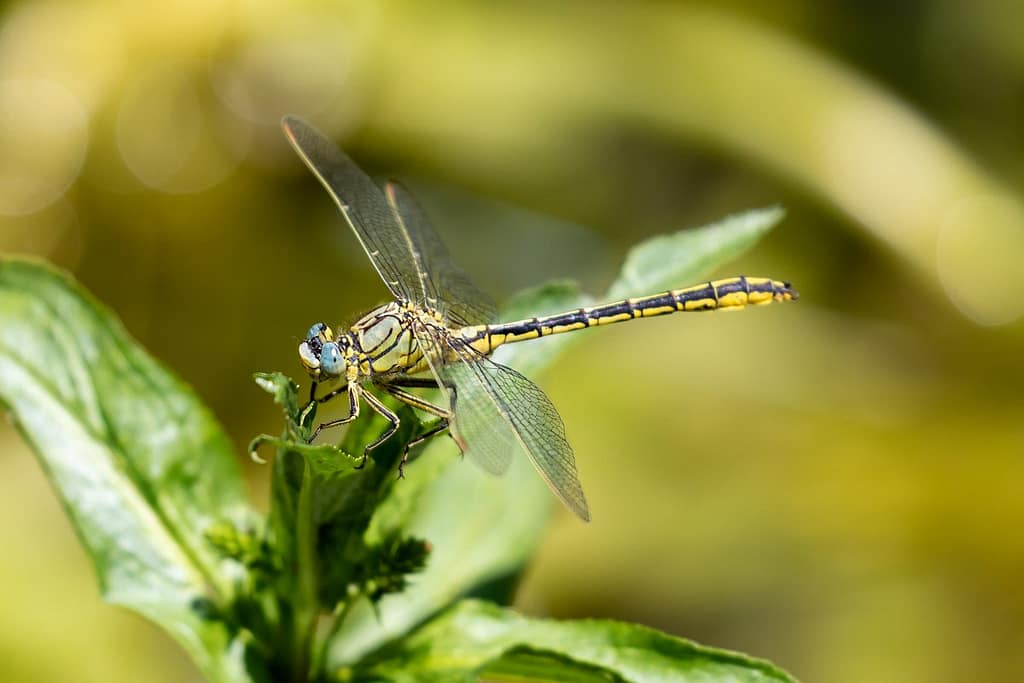 Gomphus pulchellus, Plasrombout
